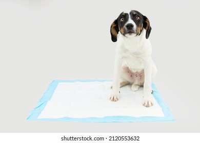 Puppy Dog  Sitting On A Pee Disposables Pad Training. Isolated On Gray Background