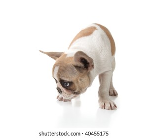 Puppy Dog Sniffing On The Ground Shot In Studio On White