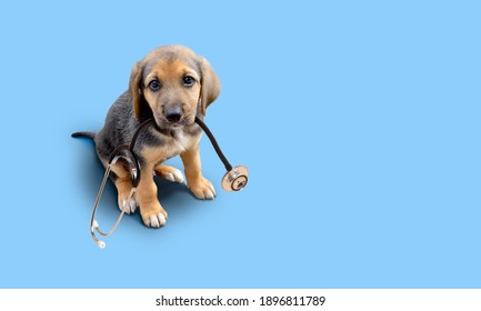 Puppy Dog And Stethoscope Isolated On Blue Background. Little Dog On Reception At Veterinary Doctor In Vet Clinic. Pet Health Care And Animals Concept.