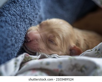 puppy dog vet newborn goldenretriever
