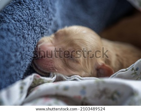 puppy dog vet newborn goldenretriever