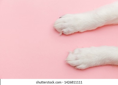 Puppy Dog White Paws Isolated On Pink Pastel Trendy Background. Pet Care And Animals Concept. Dog Foot Leg Overhead Top View. Flat Lay Copy Space