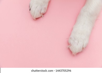 Puppy dog white paws isolated on pink pastel trendy background. Pet care and animals concept. Dog foot leg overhead top view. Flat lay copy space