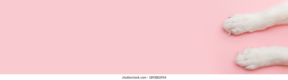 Puppy Dog White Paws Isolated On Pink Pastel Trendy Background. Pet Care And Animals Concept. Dog Foot Leg Overhead Top View. Flat Lay Copy Space Banner