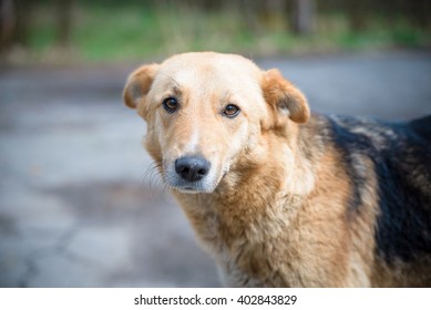 Puppy Dog Yellow Golden Background Happy Stock Photo 402843829 ...