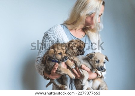 Puppy dogs for adoption. Adorable rescued brown puppies held in the arms of blond caucasian young adult woman. Indoor shot. High quality photo