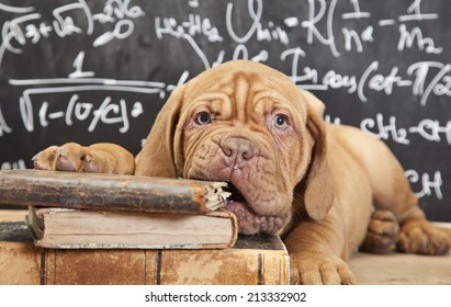 Puppy Of Dogue De Bordeaux (French Mastiff) Chewing A Book 