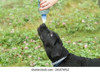 Puppy Drinking from a bottle