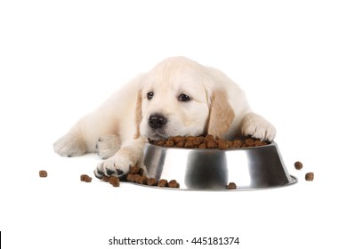 Puppy With A Dry Food