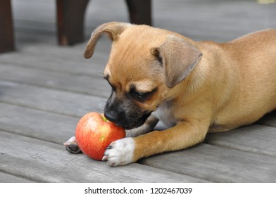 Puppy Eating An Apple. Dog With An Apple. Puppy Lying On The Ground And Playing With An Apple. Dog Eating A Fruit. Food That Is Healthy For A Dog.