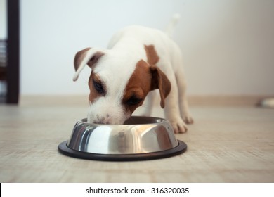 Puppy Eating Food. Dog