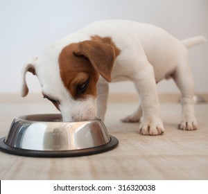 Puppy Eating Food. Dog 