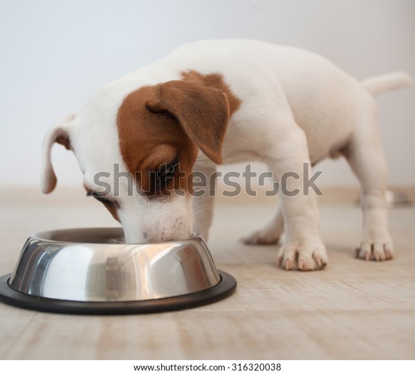 Puppy Eating Food Dog Stock Photo (Edit Now) 316320038