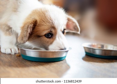 Puppy Eating Food In The Kitchen From Bowls. Cute Puppy Eating Dog Food On Wooden Floor, Top View