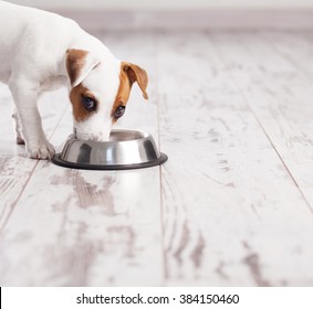 Puppy Eating Foot. Dog Eats Food From Bowl