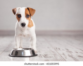 Puppy Eating Foot. Dog Eats Food From Bowl