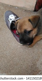 A Puppy Eating An Old Shoe