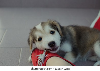 Puppy Eating Red Shoes