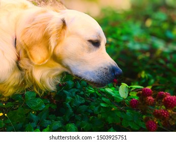 Puppy Eating The Ripest Blackberries