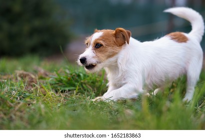 The Puppy Eats A Bone Outside. Dog Jack Russell Terrier.