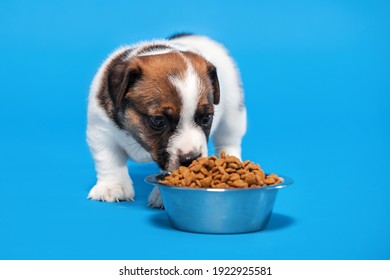 Puppy Eats Dog Food From A Bowl. Little Dog Eating Studio Shot