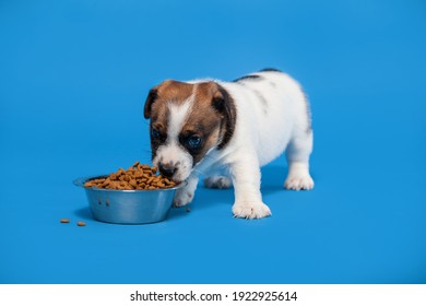 Puppy Eats Dog Food From A Bowl. Little Dog Eating Studio Shot