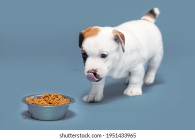 Puppy eats dog food from a bowl. Little dog eating Studio Shot