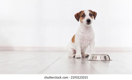 El cachorro come comida de perro de un bol. Pequeño perro comiendo Studio Shot, banderas aisladas en blanco