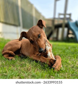 puppy eats a rabbit ear
