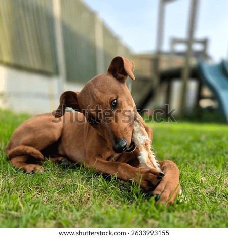 puppy eats a rabbit ear
