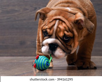 Puppy English Bulldog Playing With A Toy. Big Dog Muzzle. Puppy Is Small And Funny