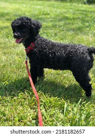 Puppy Enjoying An Afternoon Walk