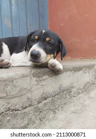 Puppy Enjoying A Lazy Afternoon