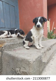 Puppy Enjoying A Lazy Afternoon