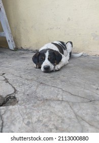 Puppy Enjoying A Lazy Afternoon