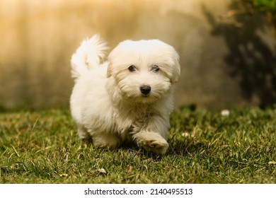 Puppy female dog coton de tulear 