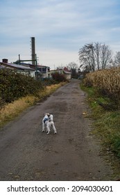 A puppy fox terrier on leash during a dogwalk at the countryside