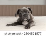 puppy of French bulldog blue eyes grey fur on the bed soft blanket 