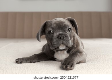 puppy of French bulldog blue eyes grey fur on the bed soft blanket  - Powered by Shutterstock