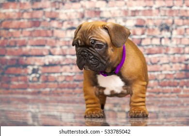 Puppy French bulldog dog