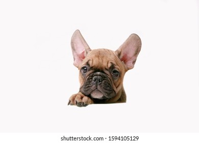 Puppy French Bulldog Head Peeking Isolated On White Background