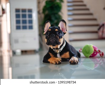 Puppy French Bulldog Lying Down To Looking.