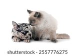 puppy french bulldog and siberian cat in front of white background