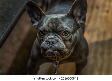 Puppy french bulldog stand on chair by table in home. No focus, specifically. - Shutterstock ID 2016300941