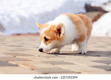 Similar Images Stock Photos Vectors Of Shiba Inu Puppy