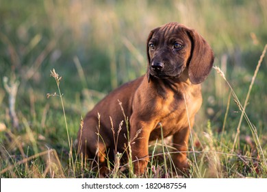 Puppy German Blood Hound Brown