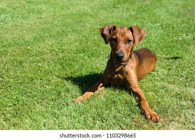 Puppy Of A German Brown Pinscher.