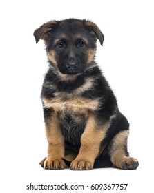 2 Months Old German Shepherd Puppy 