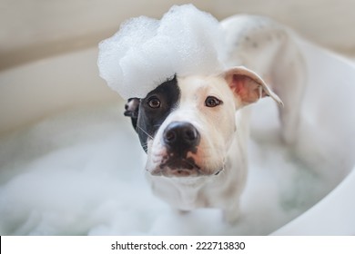 Puppy Gets A Bubble Bath