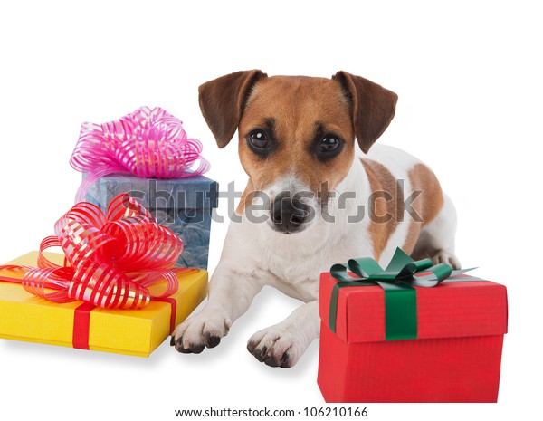 Puppy Gift Boxes Jack Russell Gift Stock Photo (Edit Now) 106210166